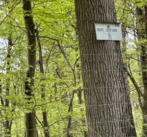 Gorges d Appremont - Fontainebleau - 2