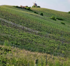 Balade de Saint-Rémi à Verzenay - Reims - 2