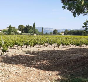 Boucle à vélo, dans les vignes entre Mazan et Carpentras - Thierry - 4