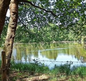 Belle balade ds  forêt domaniale du Perche et de la Trappe - Tourouvre au Perche - 2