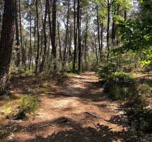 Bocage et bois de l’Epau - Le Mans - 4