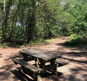 Balade dans les bois de Changé - Le Mans - 2