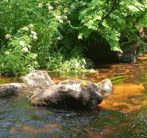 Balade printanière et estivale de Kernot à Sainte Barbe - Le Faouët - 2