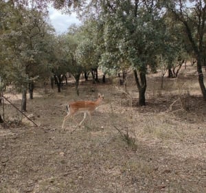 Jolie sortie en VTT autour de Cazouls-les-Béziers - Olga - 2