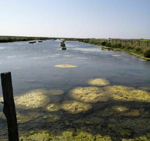 Zoutmoerassen en stranden op het Île de Ré - Ars-en-Ré - 2