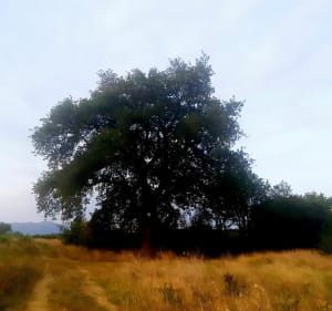 Le Moulin à Vent de Bages 66 - Olivier nounours - 3