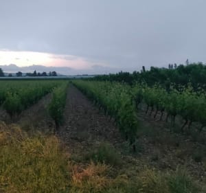 Belle balade entre viarhona et arbres fruitiers. - Pont-de-l'Isère - 2