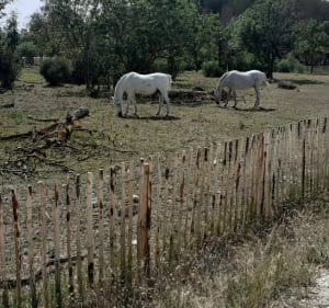 Circuit détente sur route et chemin à Hyères - Hyères - 2