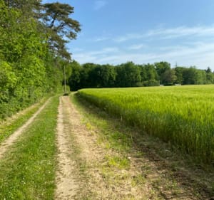 Sortie VTT de Guigneville par Vayres-sur-Essonne - Guigneville-sur-Essonne - 2