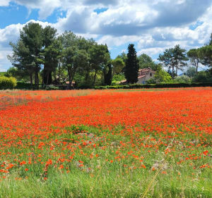 La balade du Realtor - Cabriès - 2