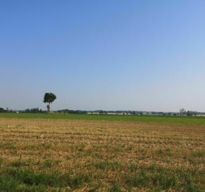 Campagne Mauronnaise - Mauron - 2