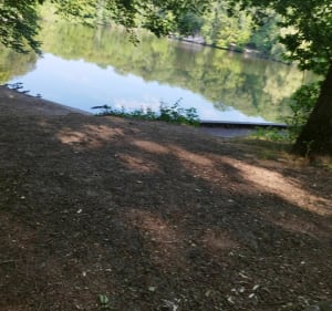 Petite promenade en forêt de Meudon - Clamart - 2