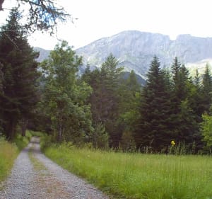 De Grand Bois au Bois Vert à La Fare-en-Champsaur - La Fare-en-Champsaur - 2
