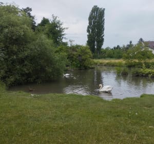 La ronde des 4 cours d'eau autour de Colmar - Colmar - 3