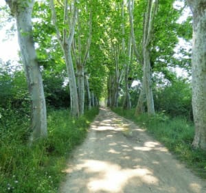 Domaine de Restinclières par La Fenasse - Daniel - 3