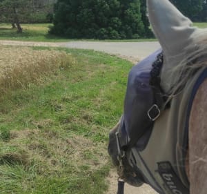 Sur un chemin de Dame-Marie - Dame-Marie-les-Bois - 2