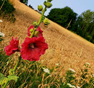 Découverte à travers champs d'Yvré-le-Polin - Carole - 3