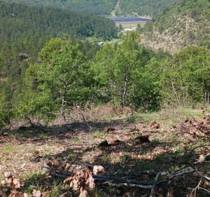Marche nordique en forêt de Pélissier et son château - Manosque - 2