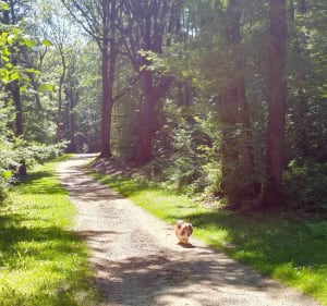 Boucle d'une heure dans la forêt de Saint Thibault et Mongé - Montgé-en-Goële - 2