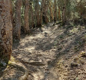 Rando du Pic Neulos par le Col de l'Ullat - Laroque-des-Albères - 2