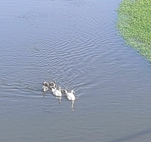 Wandel langs de oevers van de Cher, langs de loopbruggen - Tours - 2