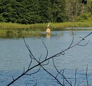 Tour du lac de Gouyre - Vaïssac - 2