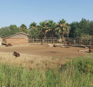 Ste Marie Torreilles par le front de mer, Agly et Bourdigou - FREDERIC - 3