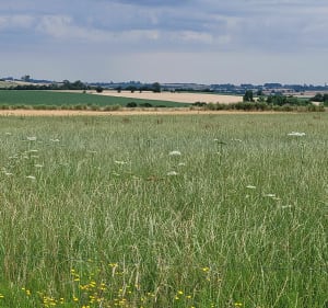 Villages et campagne à Cuy-Saint-Fiacre - Anne - 4