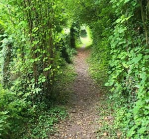 Balade sur les Monts de Desvres et le Mont Hulin - Desvres - 2