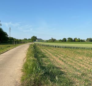 Balade dans les champs autour Ittenheim - David - 3