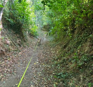 Le ruisseau de l’étang depuis Le Petit-Fougeray - Le Petit-Fougeray - 4