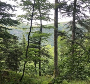 Capucin-plateau in Mont-Dore - Mont-Dore - 2