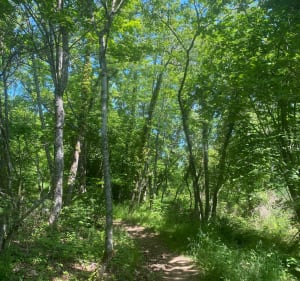 Hauteurs de Sayat - Dominique - 3