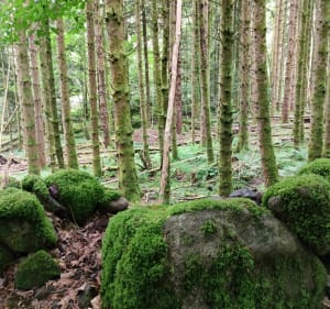 Lac de Neuweiher - PhilippeC - 4