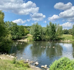Le lac du Héron et ses alentours - Villeneuve-d'Ascq - 2