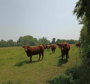 Balade le long du Laizon - Mézidon Vallée d'Auge - 2