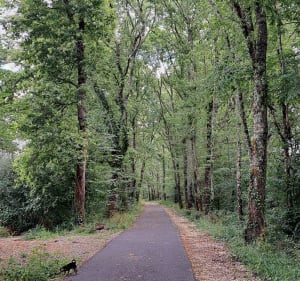 Belle balade à l'ombre des arbres au départ d'Eauze - Eauze - 2