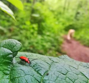 Ascq Brigode Cousinerie Prés et retour par le Héron - Villeneuve-d'Ascq - 2