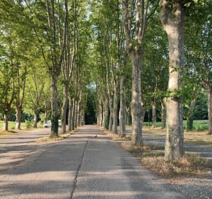 Fort de Vancia et Madonne de Fontaines-Saint-Martin - Rillieux-la-Pape - 2