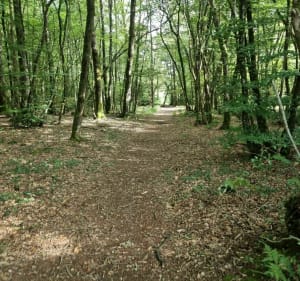 Balade dans la forêt de Juigné-des-Moutiers - Juigné-des-Moutiers - 5