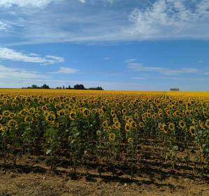 Le plateau de Mondeville entre champs et forêt - Ballancourt-sur-Essonne - 2