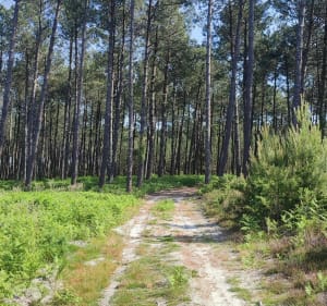Sortie VTT à Moliets-et-Maâ - Moliets-et-Maa - 2