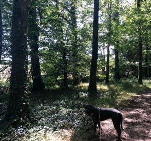 Grote tocht door het bos van Bellebranche via de vijver van Curécy - Nathalie - 3