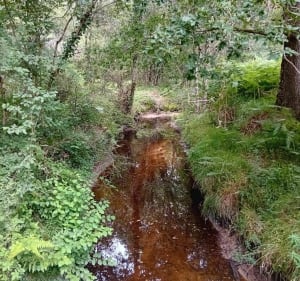 Balade en forêt entre Boscamnant et Saint-Aigulin - Saint-Aigulin - 2