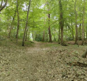Petit parcours du Parc de St-Cyr depuis Elbeuf - Elbeuf - 2