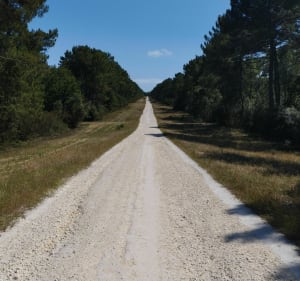 Balade forêt de la Coubre et La Tremblade à vélo - Les Mathes - 2