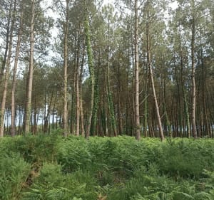 Balade en forêt avec le magnifique chêne de Nerthe - Herm - 2