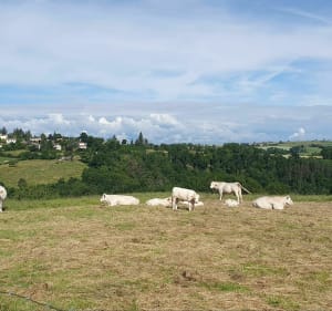 Belle sortie autour de Saint-Denis-sur-Coise dans les Monts du lyonnais - Annie - 2