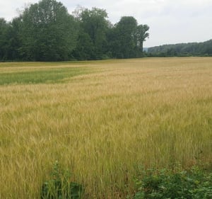 Randonnée  Chalifert - Chalifert - 2