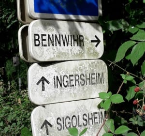 Entre plaine du Rhin et vignobles à Châtenois - Châtenois - 2